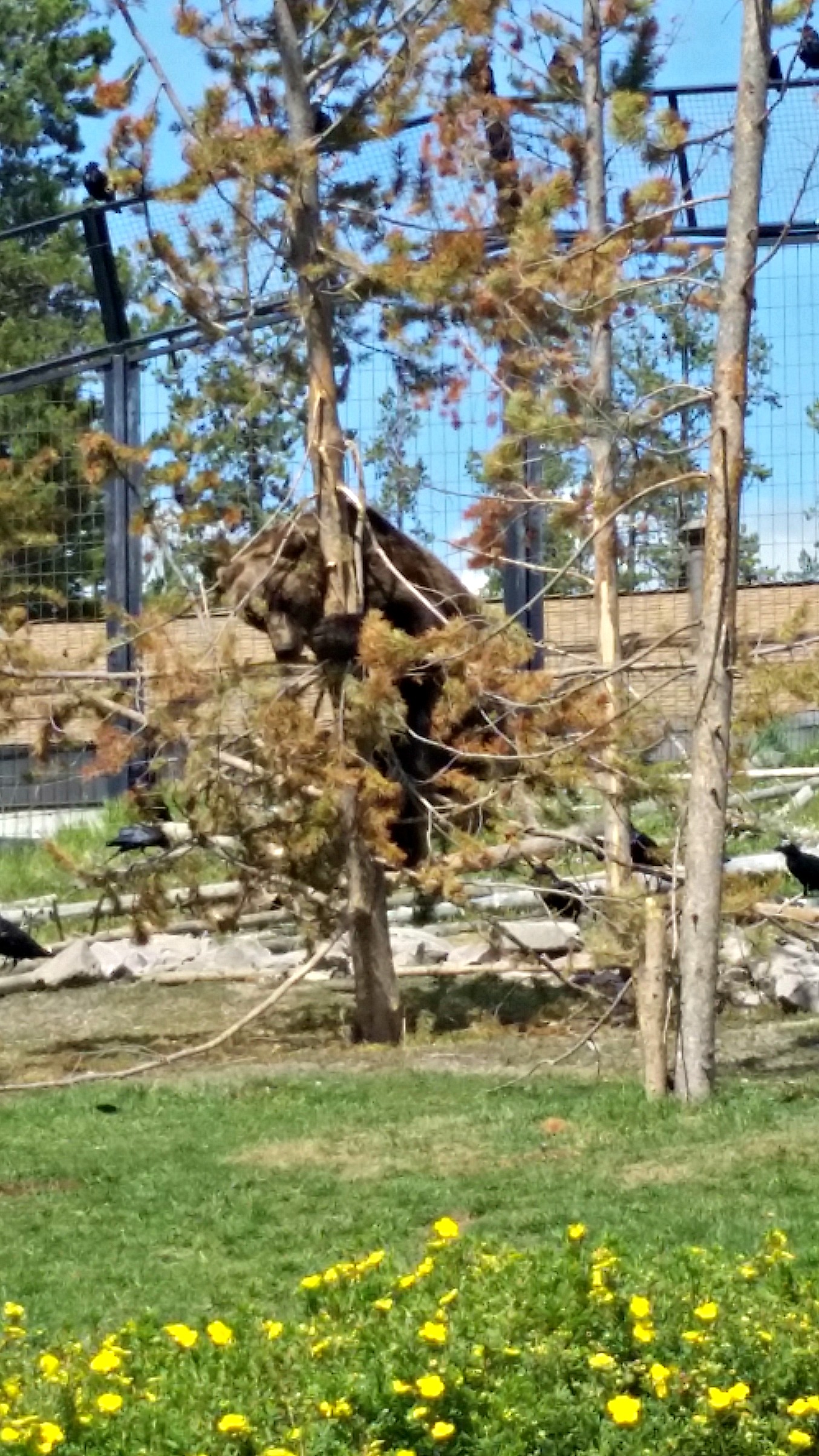 Grizzly Bear climbing tree for some PB at Grizzly & Wolf Discovery in Montana.