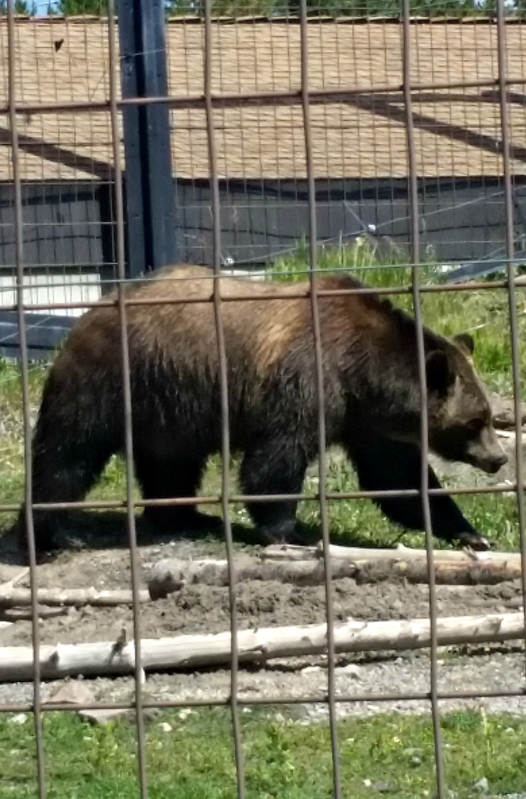Grizzly Bear at Grizzly Discovery