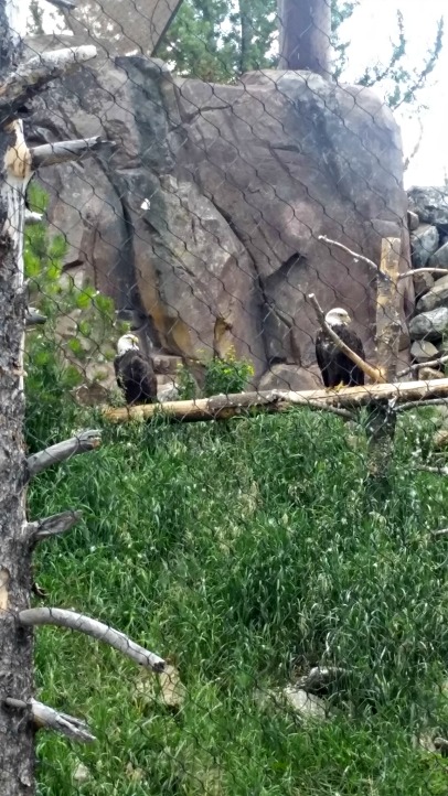 A pair of Bald Eagles at the Grizzly Discovery wildlife park.