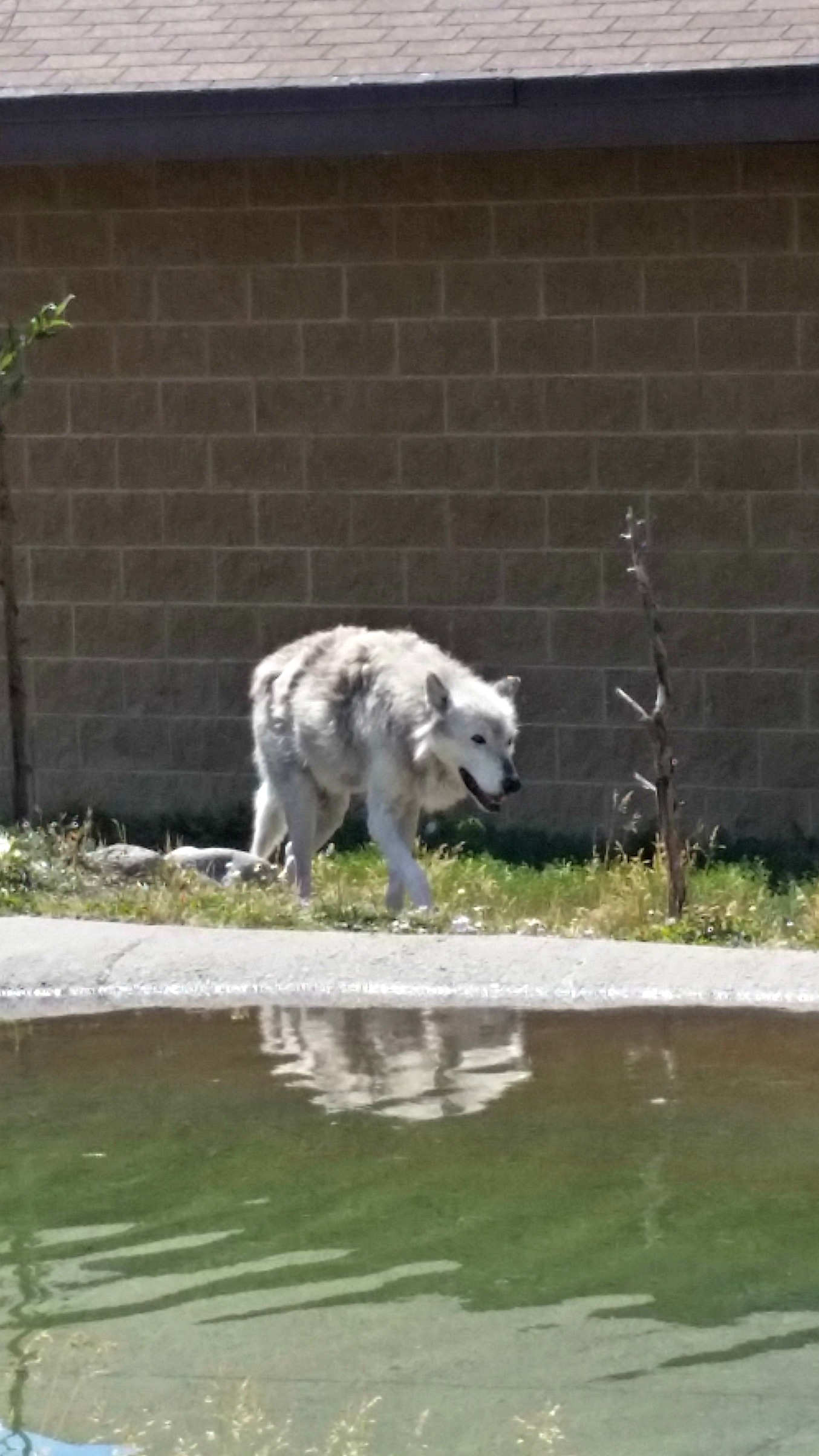 Gray wolf through the window of the wolf observation building at the Grizzly and Wolf Discovery Center.