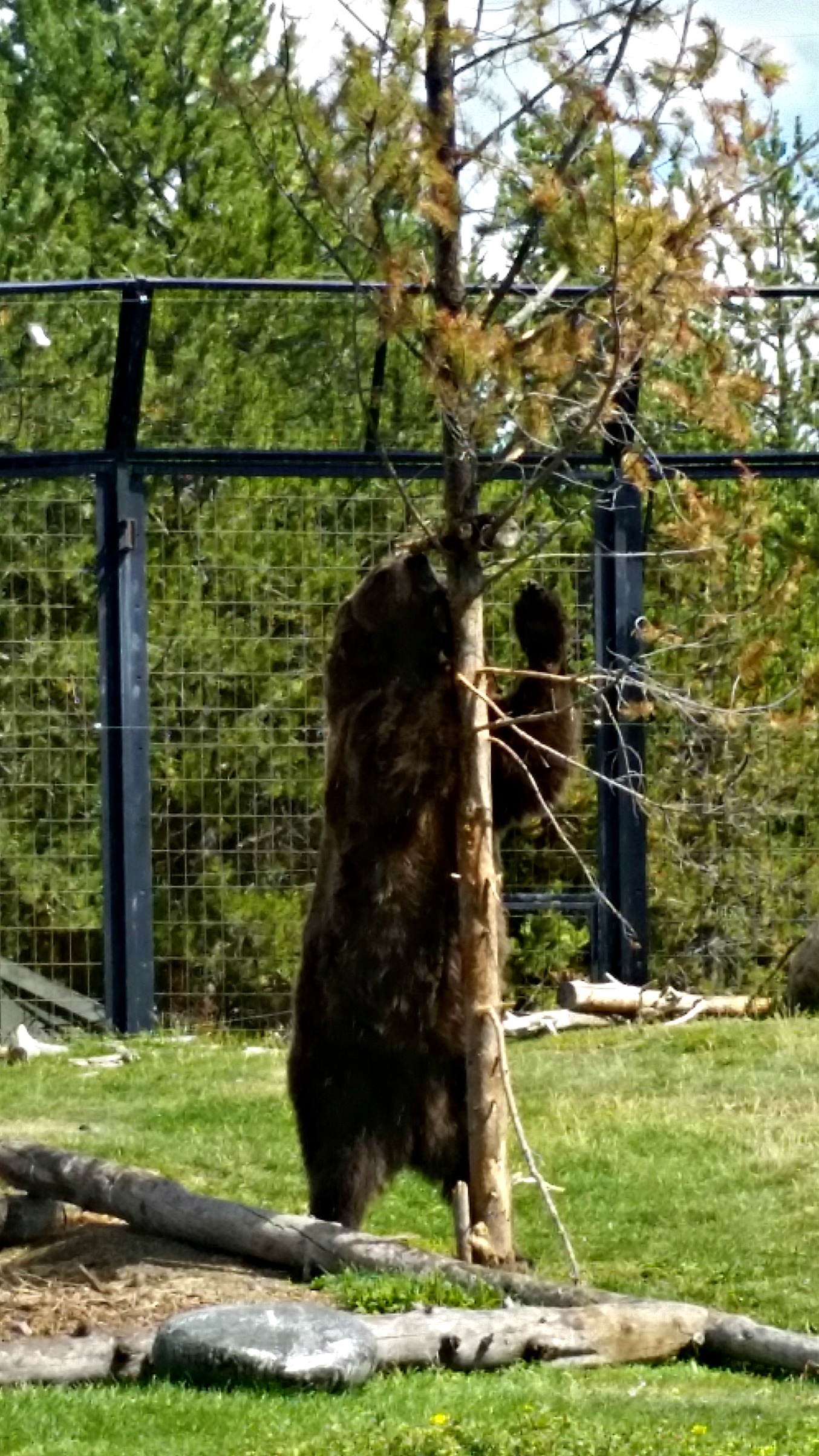 Grizzly Bear deciding to use some brute bear strength in search of the Peanut Butter hidden in the tree.