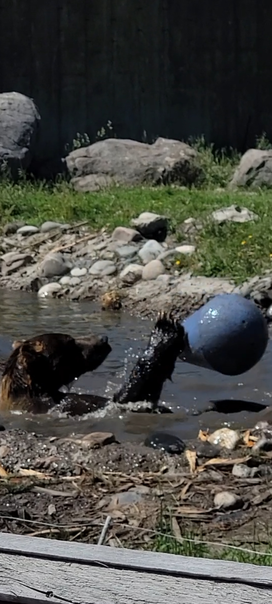 Grizzly bear playing with bobber in pond.