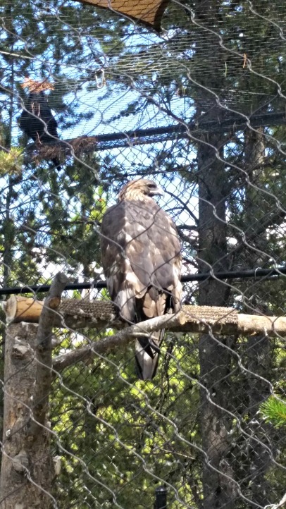 Beautiful Golden Eagle at Grizzly & Wolf Discovery.