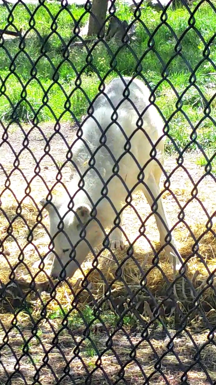 Get up close to a white wolf at Grizzly & Wolf Discovery.